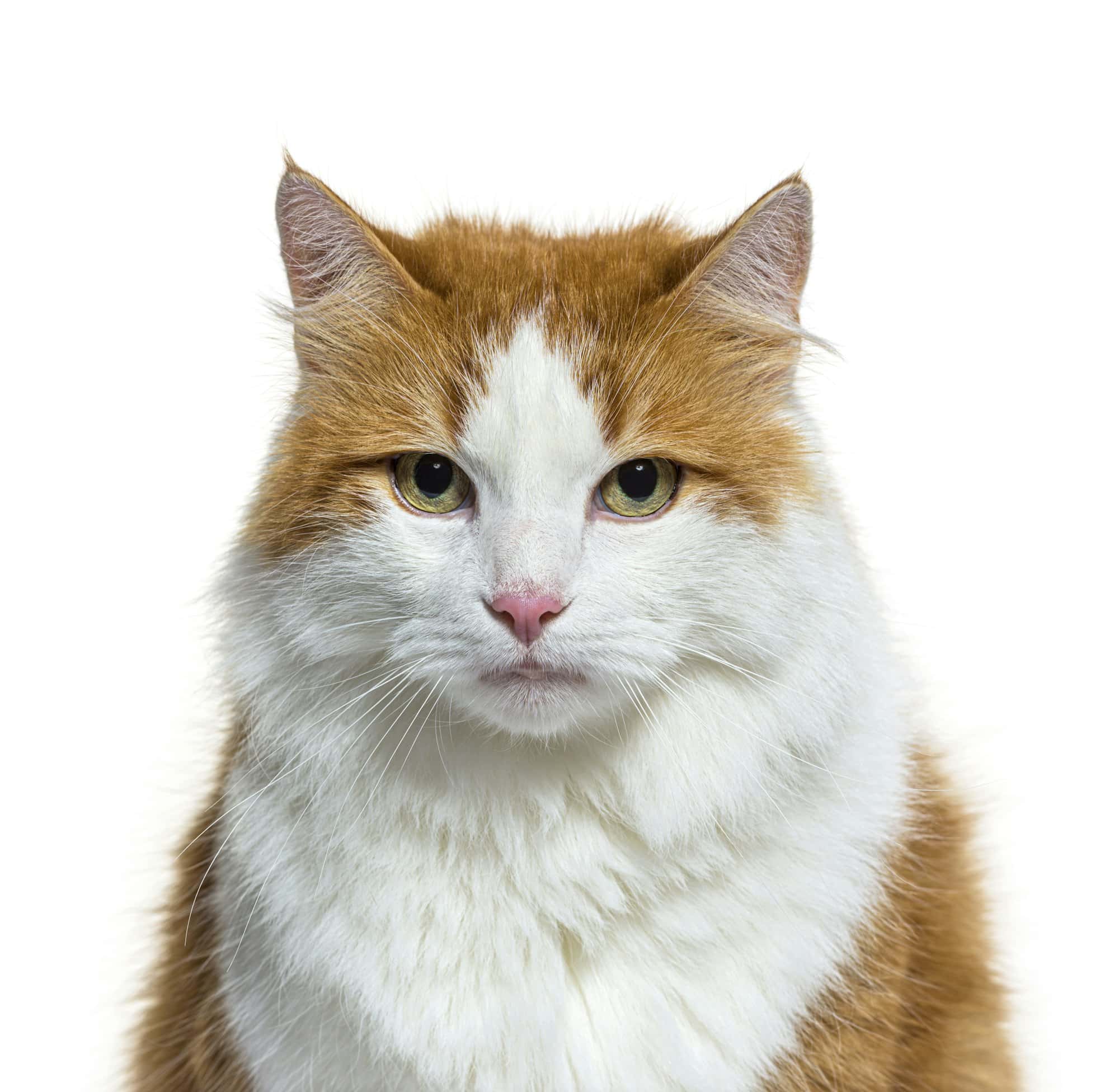 Head shot of Longhaired Red and white Crossbreed cat isolated on