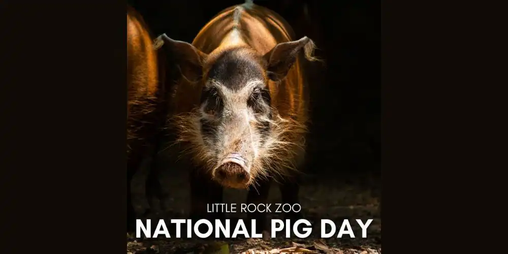 national pig day